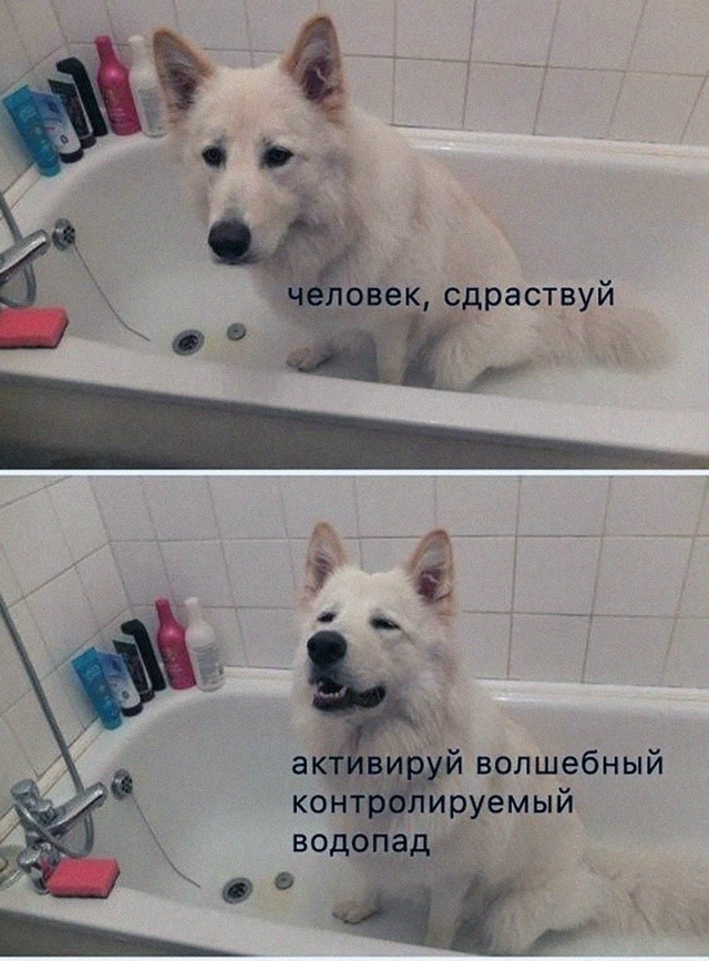 Весёлый полтишок 11.11.24
