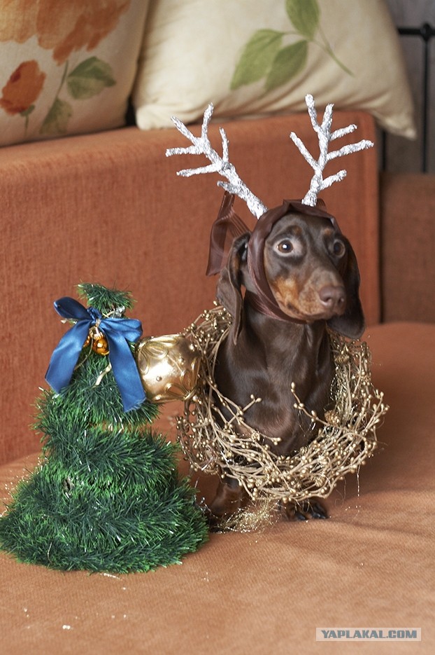 10 самых агрессивных пород собак