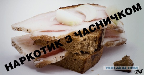 За разведение шалфея и мимозы россиян могут отправить в тюрьму и оштрафовать на 300 тысяч рублей, — Союз садоводов