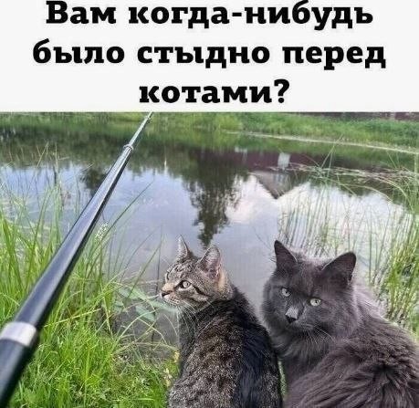 К котовторнику: подборка картинок-баянов с котиками и про котиков. Выпуск 33..