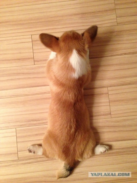 Завели щенка Корги