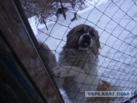 Кавказкая овчарка. От мимишности до брутальности.