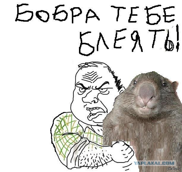 Когда вы плюсуeтe тему в платине