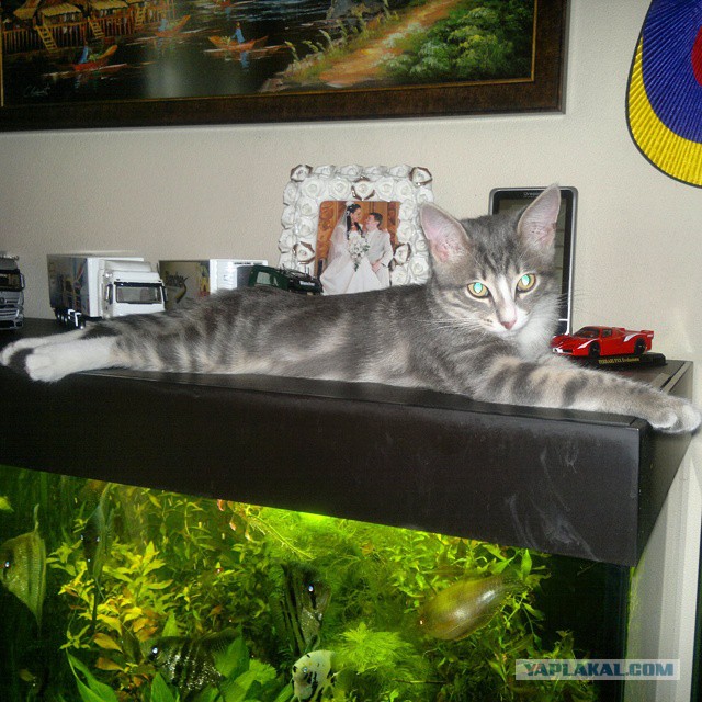Котовторник 16.09.14