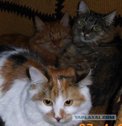 Котовторник 2.12.14