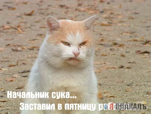 Коты, кошки, котята