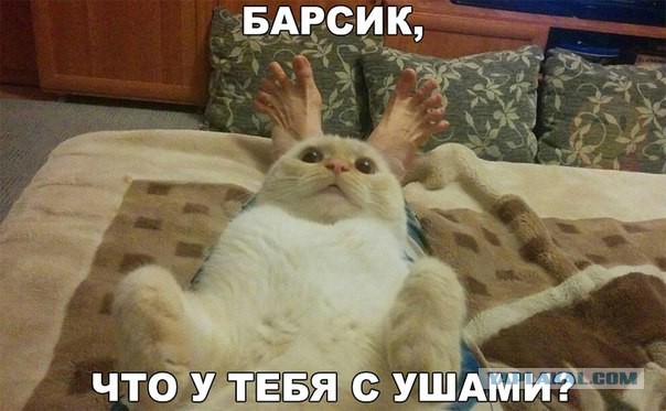 Котовторник