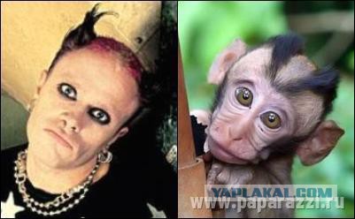 Знаменитости и их  двойники из мира животных