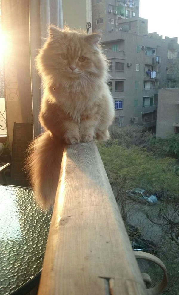 Котовторник 02.02.2016