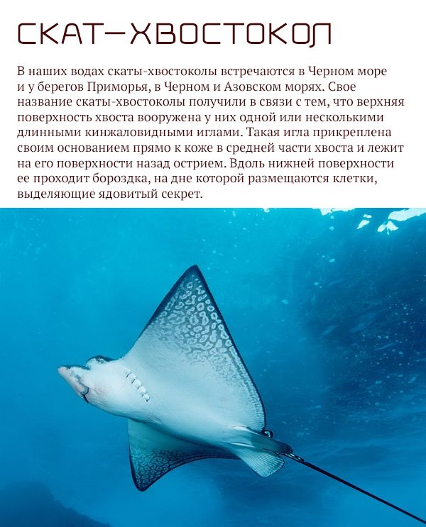 Опасные животные, обитающие на территории России