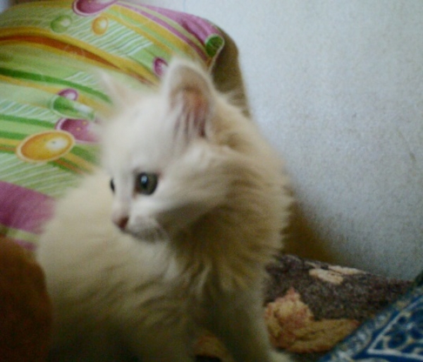 Котовторник  01.03.2016