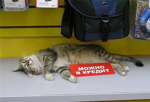 Картинки и приколы из сети, для поднятия настроения=)
