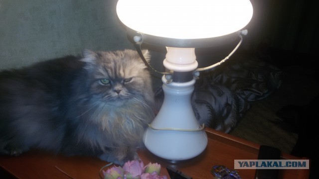 Ничего необычного для котовторника