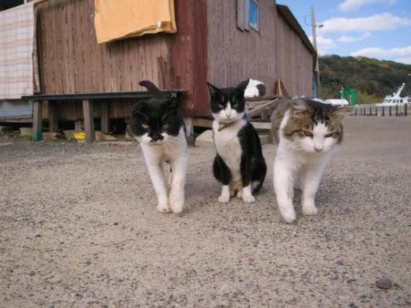 Коты из сети