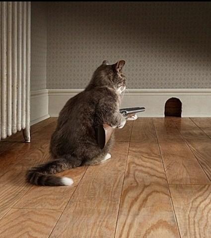 Коты из сети