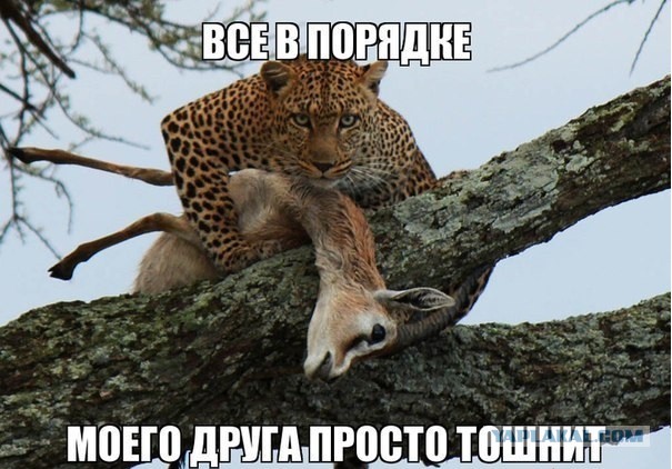 Фото висящего вниз головой питона с опоссумом в зубах шокировало туристов