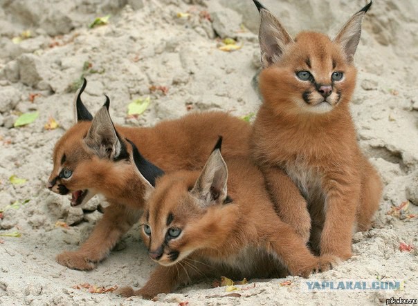 Задорные зайки и кошечки