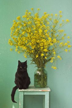 Коты и Кошки
