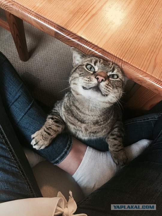 Котовторник 05.06.2018