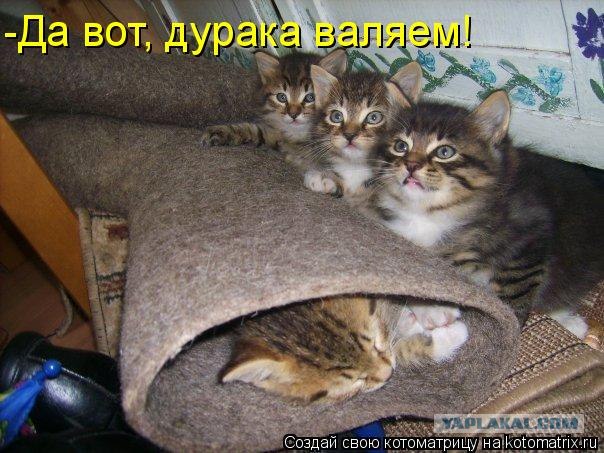 Сонный Котовторник