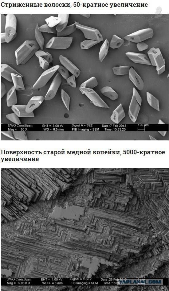 Фотографии предметов под микроскопом, о которых вы слышали, но никогда не видели так близко