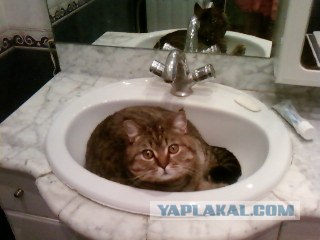 Кот - водяной!