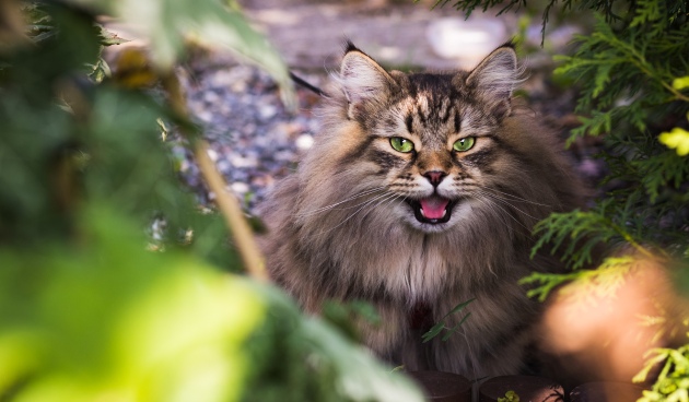 Не только котовторник, а еще и Всемирный день кошек!