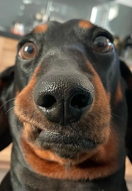 Оно ест... И может отплясывать