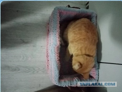 Оглянись, незнакомый прохожий