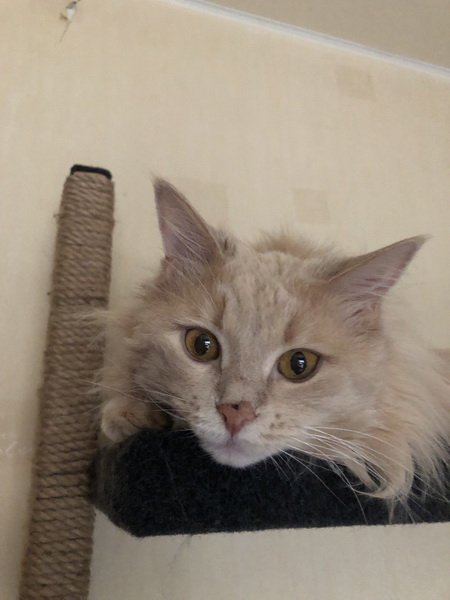 Нашелся таки хозяин (точнее хозяйка)