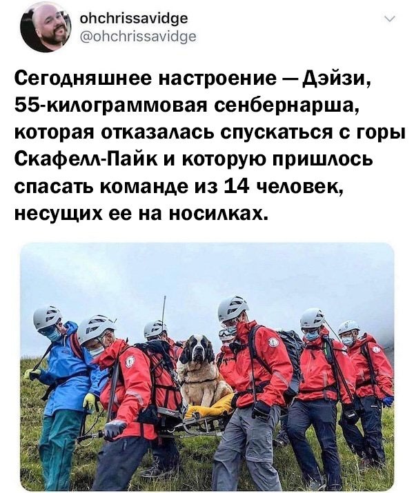 Винегрет из собак