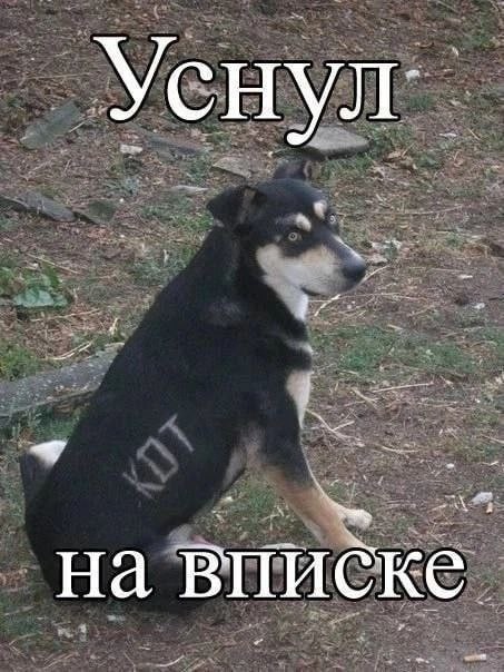 Веселые картинки в пятницу (31.07)