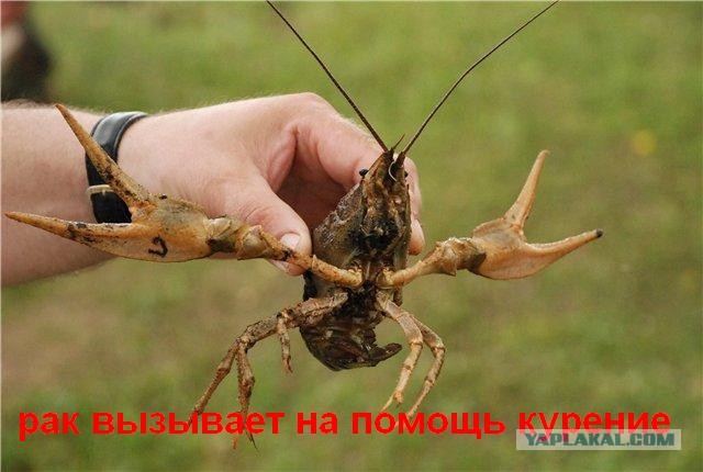 Легкая наркомания в картинках