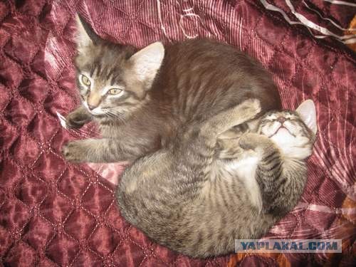 Котовторник 8.10.2013