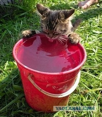 А еще говорят,что кошки воды боятся!