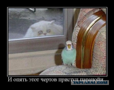 Вам не кажется, что на вас кто-то смотрит?