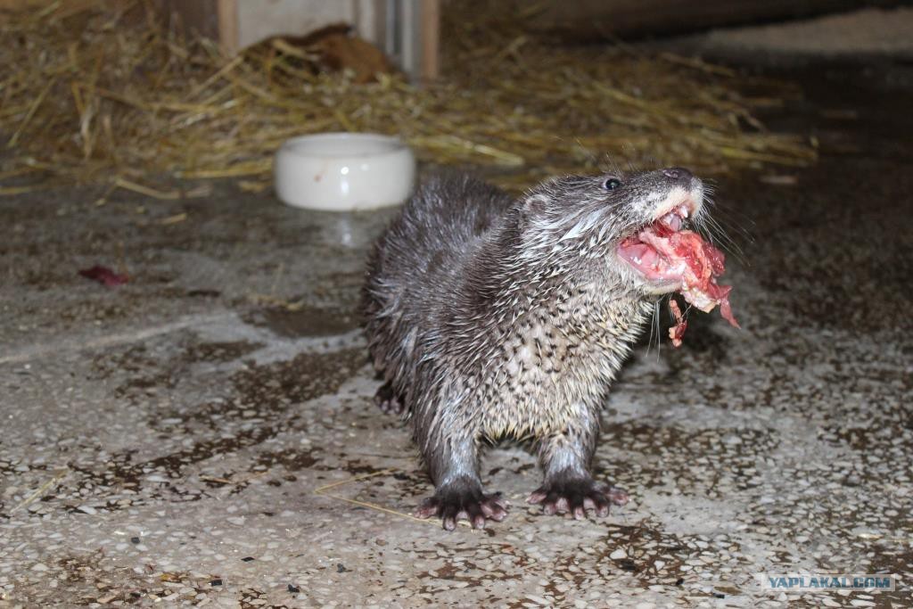 Купить Выдру Живую Цена