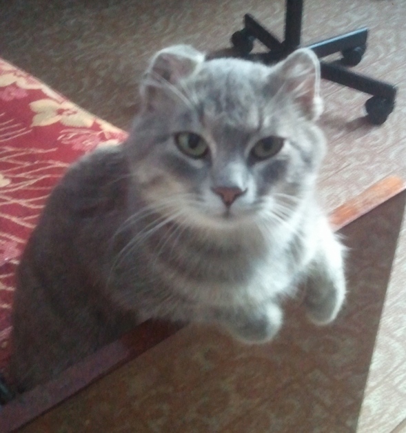 Котовторник 06.10.2015