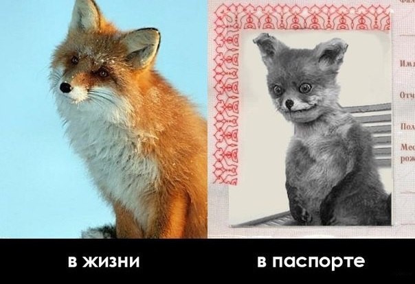 Веселые картинки