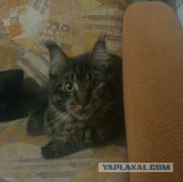 Котовторник