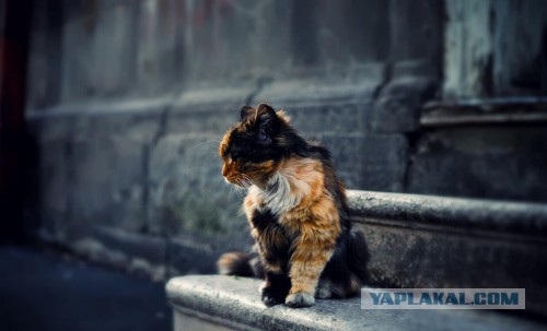 Котовторник