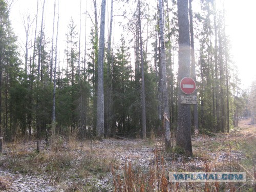 Веппский край, Южная тайга