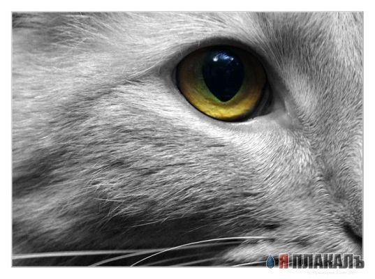 Коты, кошки, котята