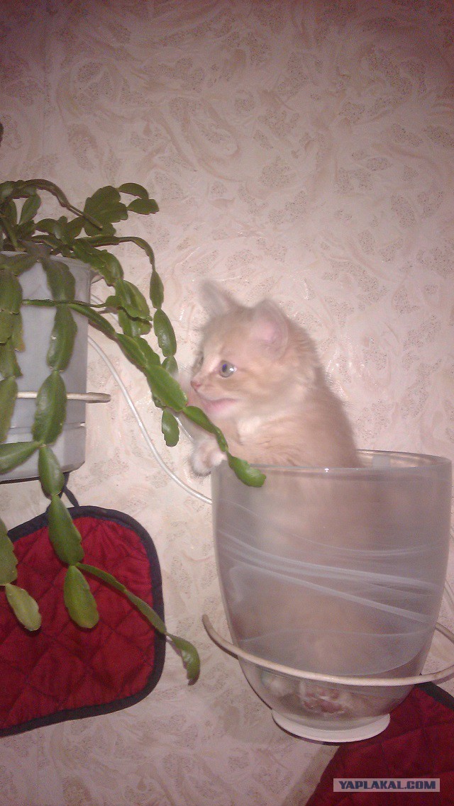 Котовторник  01.03.2016