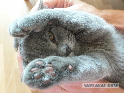 Котовторник 28.06.2016