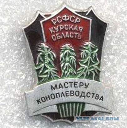 Сожгли 4 тонны конопли