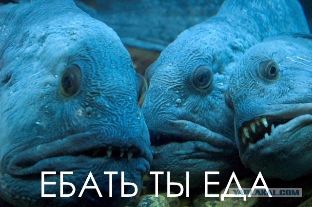 15 самых отвратительных животных, при виде которых вы обязательно скажите “Фууу”.