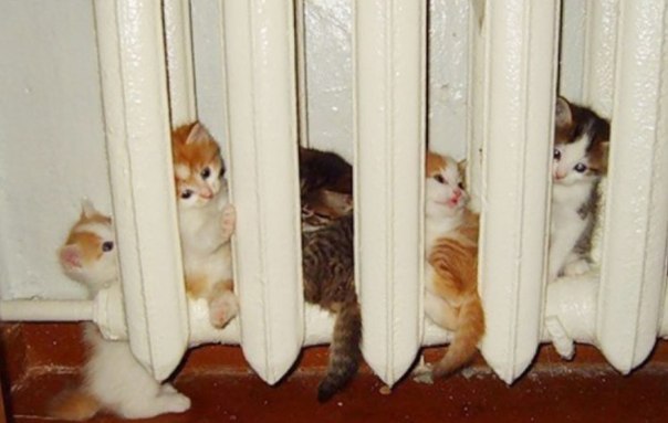 Коты и Кошки
