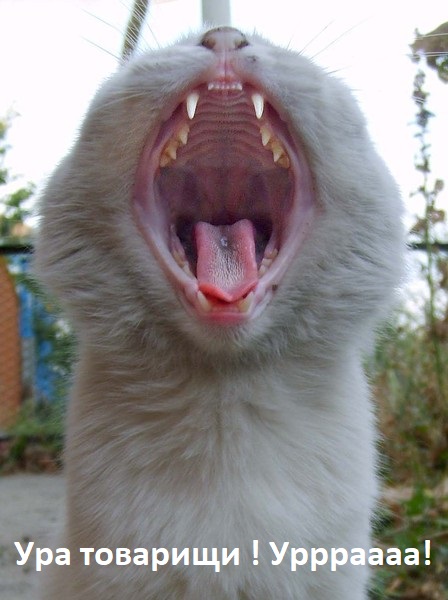 Коты и Кошки