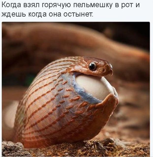 Подборка забавных животных